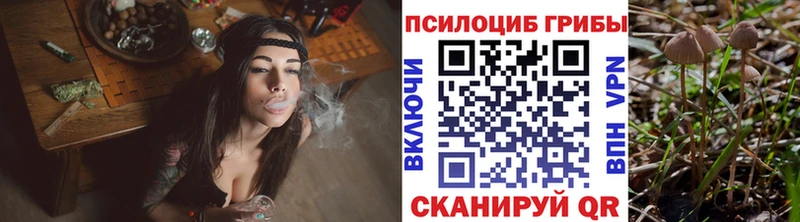 Галлюциногенные грибы Psilocybe  где продают   Кунгур 